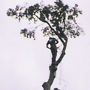 Ben at work taking down a rather large tree